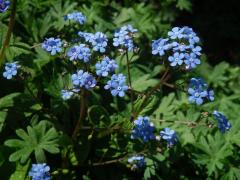 Pomněnkovec velkolistý (Brunnera macrophylla (Adam) Johnst.)