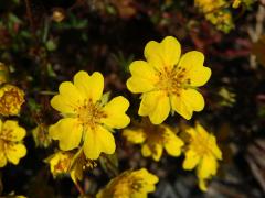 Mochna Crantzova (Potentilla crantzii (Crantz) Beck ex Fritsch)