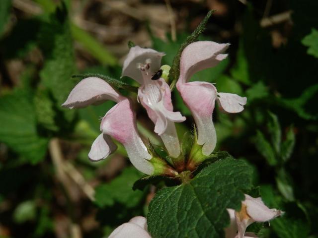 Hluchavka skvrnitá (Lamium maculatum L.) se světle růžovými květy (3i)