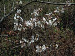 Třešeň višeň (Prunus cerasus L.)