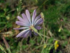 Locika vytrvalá (Lactuca perennis L.)