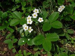 Jahodník truskavec (Fragaria moschata (Duchesne) Weston)