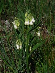 Kostival český (Symphytum bohemicum F. W. Schmidt)   