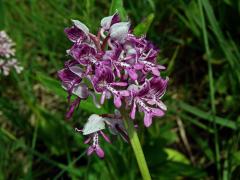 Vstavač vojenský (Orchis militaris L.)   