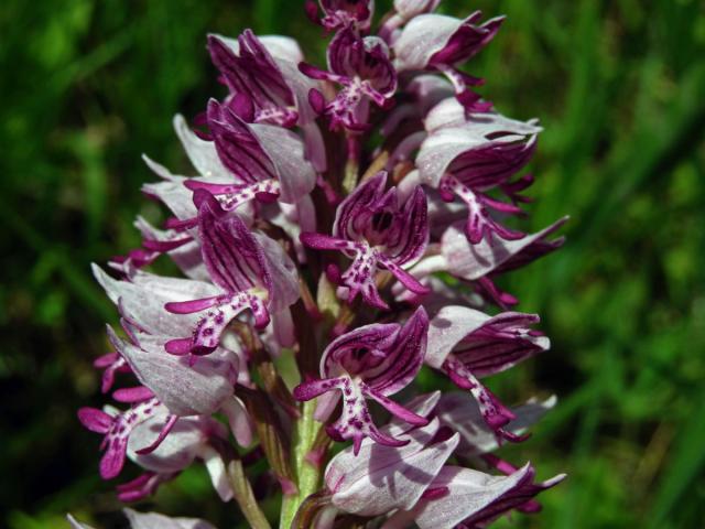 Vstavač vojenský (Orchis militaris L.)