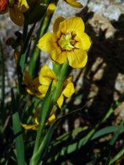 Badil velkoplodý (Sisyrinchium macrocarpum Hieron.)    