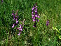 Rudohlávek bahenní (Anacamptis palustris (Jacq.) R. M. Bateman, Pridgeon et M. W. Chase)