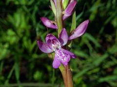 Rudohlávek bahenní (Anacamptis palustris (Jacq.) R. M. Bateman, Pridgeon et M. W. Chase)