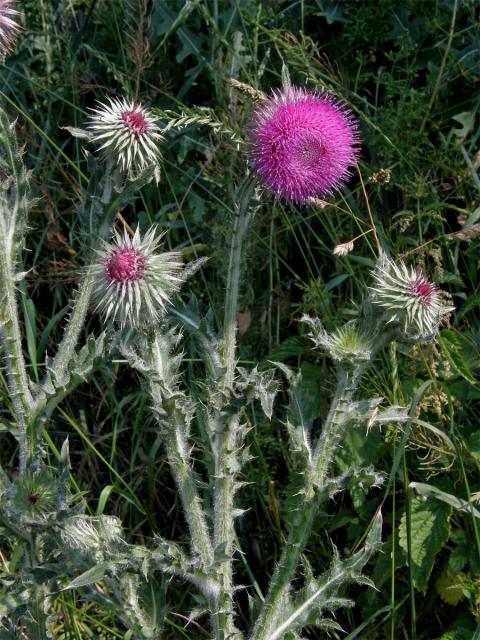 Bodlák nící (Carduus nutans L.) ssp. nutans