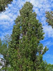 Topol černý vlašský (Populus nigra var. italica (Moench.) Koehne)
