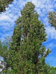 Topol černý vlašský (Populus nigra var. italica (Moench.) Koehne)