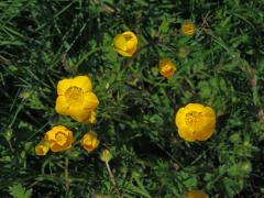 Pryskyřník hlíznatý (Ranunculus bulbosus L.)