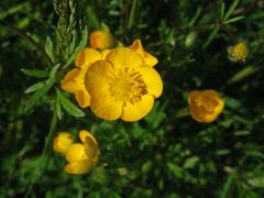 Pryskyřník hlíznatý (Ranunculus bulbosus L.)