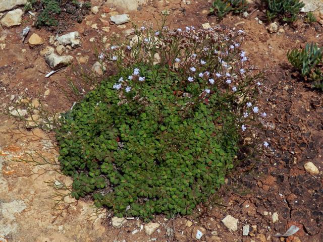 Limonka drobná (Limonium minutum (L.) Chaz.)