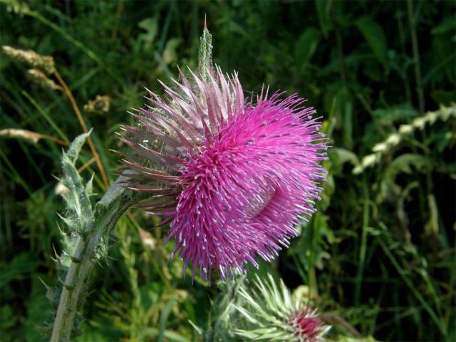 Bodlák nící (Carduus nutans L.) ssp. nutans