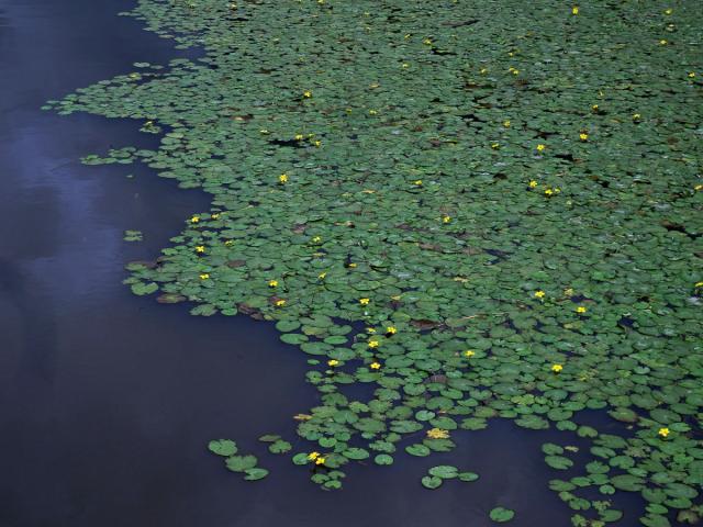 Plavín štítnatý (Nymphoides peltata (S. G. Gmel.) O. Kuntze)