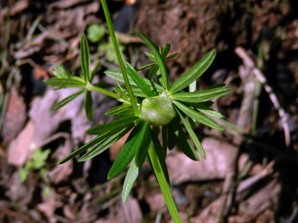 Hálky bejlomorky Geocrypta galii, svízel povázka (Galium mollugo L. s. str.)