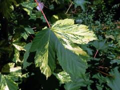 Javor klen (Acer pseudoplatanus L.) s panašovanými listy (5a)