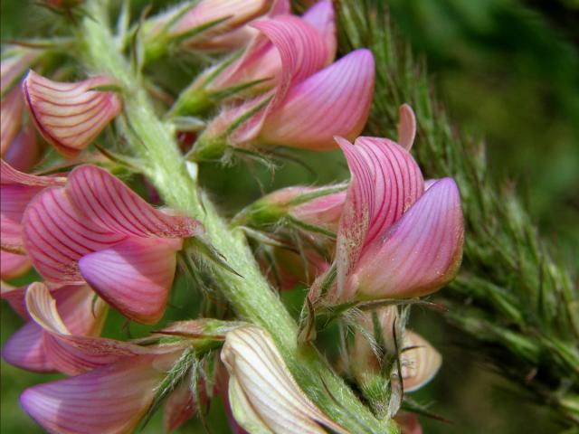 Vičenec ligrus (Onobrychis vicifolia Scop.)