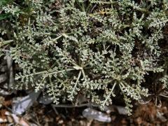 Pelyněk (Artemisia caerulescens subsp. gallica (Willd.) K.)