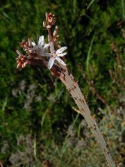 Asfodel (Asphodelus ramosus L.), fasciace stonku