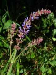 Šalvěj hajní (Salvia nemorosa L.)