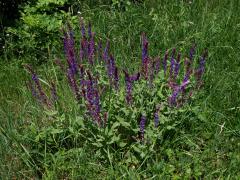 Šalvěj hajní (Salvia nemorosa L.)