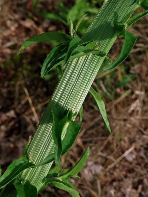 Hořčík jestřábníkovitý (Picris hieracioides L.), fasciace stonku