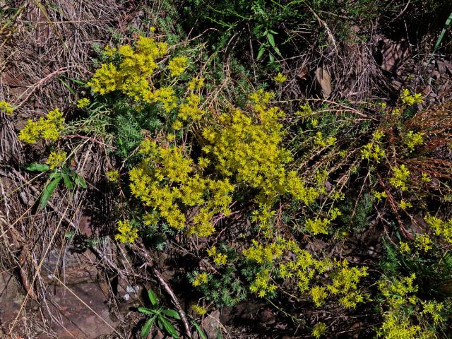 Rozchodník skalní (Sedum reflexum L.)