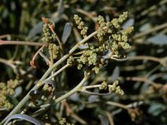 Lebeda šruchovitá (Atriplex portulacoides (L.) Aellen)