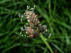 Jitrocel kopinatý (Plantago lanceolata L.) - větvené květenství (25)