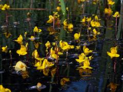 Bublinatka jižní (Utricularia australis R. Br.)