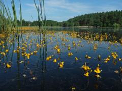 Bublinatka jižní (Utricularia australis R. Br.)