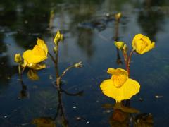 Bublinatka jižní (Utricularia australis R. Br.)