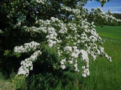 Hloh obecný (Crataegus laevigata (Poiret) DC.)