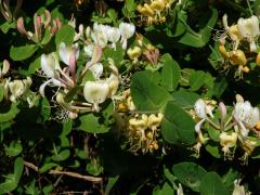 Zimolez kozí list (Lonicera caprifolium L.)   