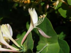 Zimolez kozí list (Lonicera caprifolium L.)