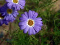 Všelicha iberkolistá (Brachyscome iberidifolia Benth.)