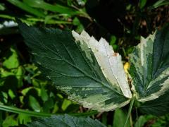 Ostružiník maliník (Rubus idaeus L.) s panašovanými listy