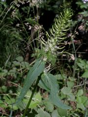 Zvonečník klasnatý (Phyteuma spicatum L.)