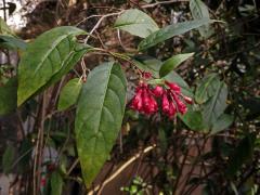 Kladivník (Cestrum fasiculatum (Schltdl.) Miers)