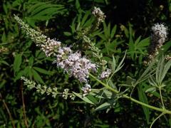 Drmek obecný (Vitex agnus-castus L.) s růžovými květy