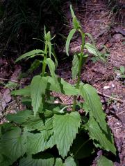 Zvonečník klasnatý (Phyteuma spicatum L.)