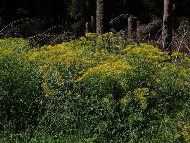 Starček hercynský (Senecio hercynicus Herborg)