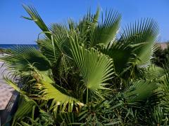 Washingtonie (Washingtonia robusta H. Wendl.)