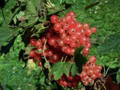 Rybíz červený = Meruzalka červená (Ribes rubrum L.)