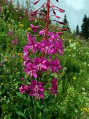 Vrbovka úzkolistá (Epilobium angustifolium L.)