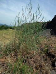 Chřest lékařský (Asparagus officinalis L.)