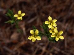 Len trojblizný (Linum trigynum L.)