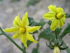 Lilek rajče (Solanum lycopersicum L.)